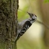 Strakapoud maly - Dendrocopos minor - Lesser Spotted Woodpecker 8961